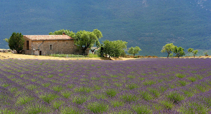 A typical Provence landscape Provence